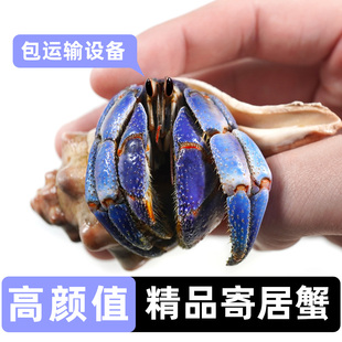 萌宠陆生寄居蟹活体～好养易活 桌面萌宠 淡水观赏蟹螃蟹儿童礼物