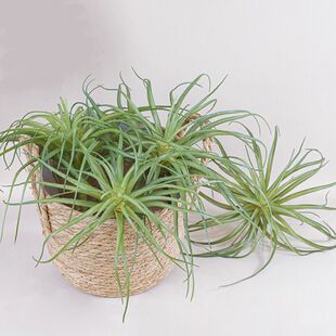 仿真空气草凤梨多肉植物空气草绿植墙面装饰老人须松萝假花沙漠花