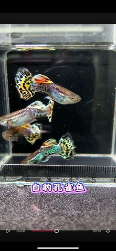 越南白豹孔雀鱼黄豹孔雀鱼适合新手好养耐活孔雀鱼精品可视频挑鱼