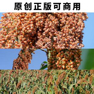 贵州省茅台镇红缨子高粱特写高清实拍4K视频素材原创可以商用