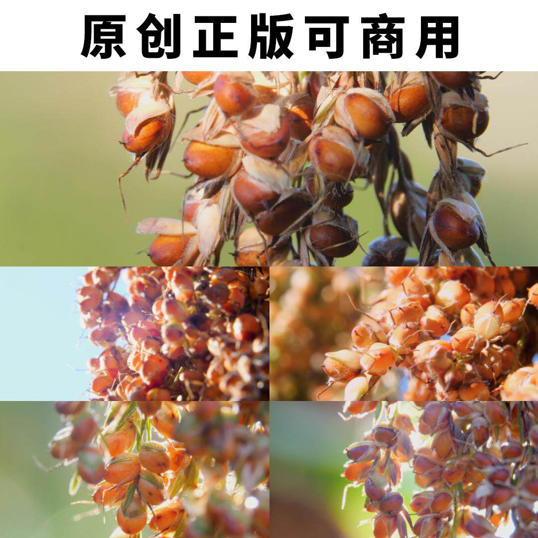 贵州茅台镇红缨子高粱大特写慢镜头高清4K视频素材原创可以商用