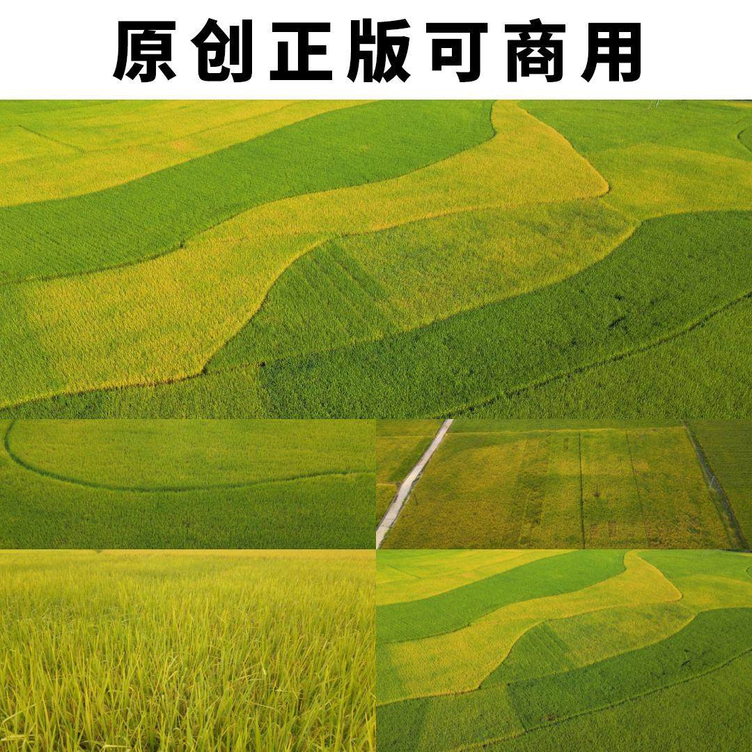 农业航拍水稻稻谷谷子大米稻田农作物4K高清视频素材原创可以商用,商务/设计服务,设计素材/源文件,淘宝优惠券,粉丝福利购,淘宝优惠卷