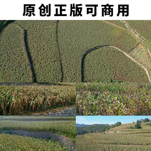 茅台镇红缨子高粱航拍高粱红了熟了4K高清实拍视频素材原创可商用