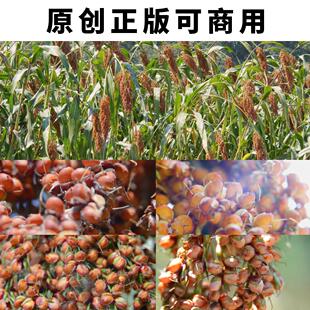 贵州省茅台镇红缨子高粱大特写慢镜头4K高清视频素材原创可商用