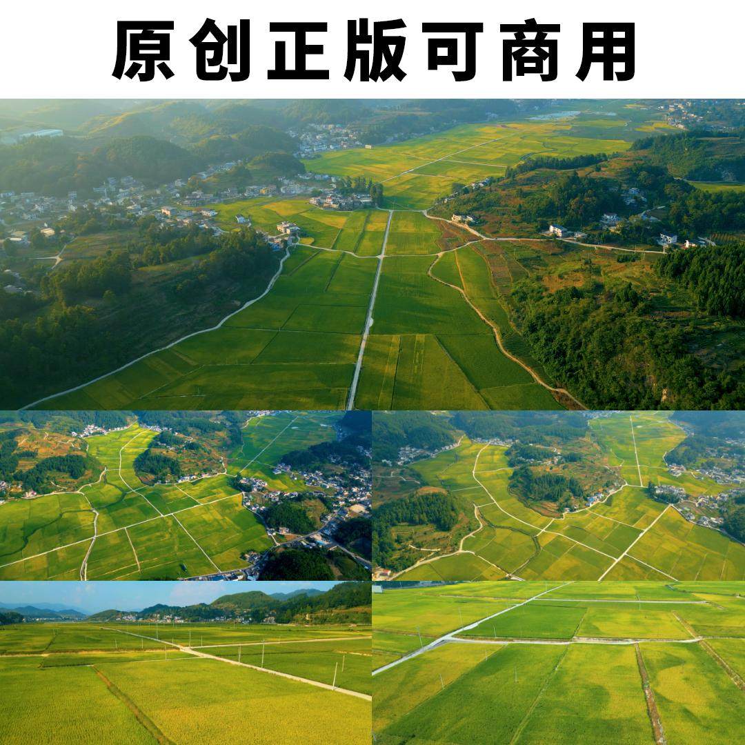 航拍水稻谷物田园田野农业农产品4K高清实拍视频素材原创可以商用