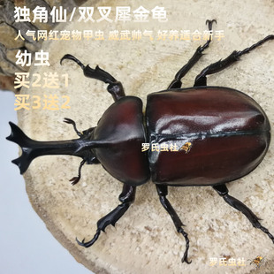 独角仙幼虫L3龄双叉犀金龟成虫活体饲养盒箱姬兜宠物昆虫甲虫金龟