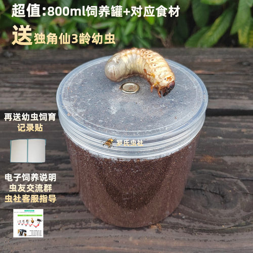 独角仙幼虫饲养套装锹甲幼虫套餐