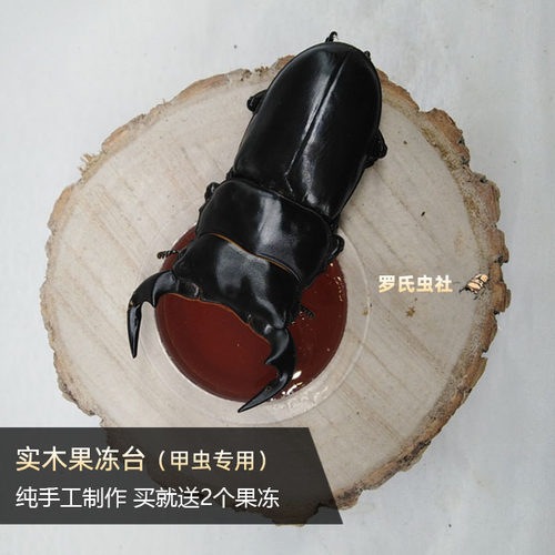 甲虫果冻台锹甲独角仙饲养攀爬