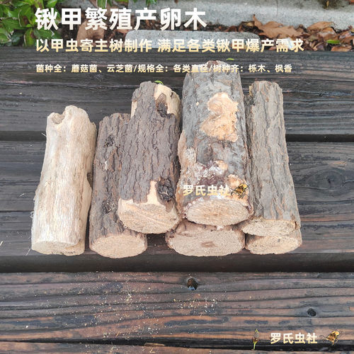 锹甲产卵木锹形虫产木中大锹彩虹锯锹巨扁繁殖木产房仙云芝菌枫香
