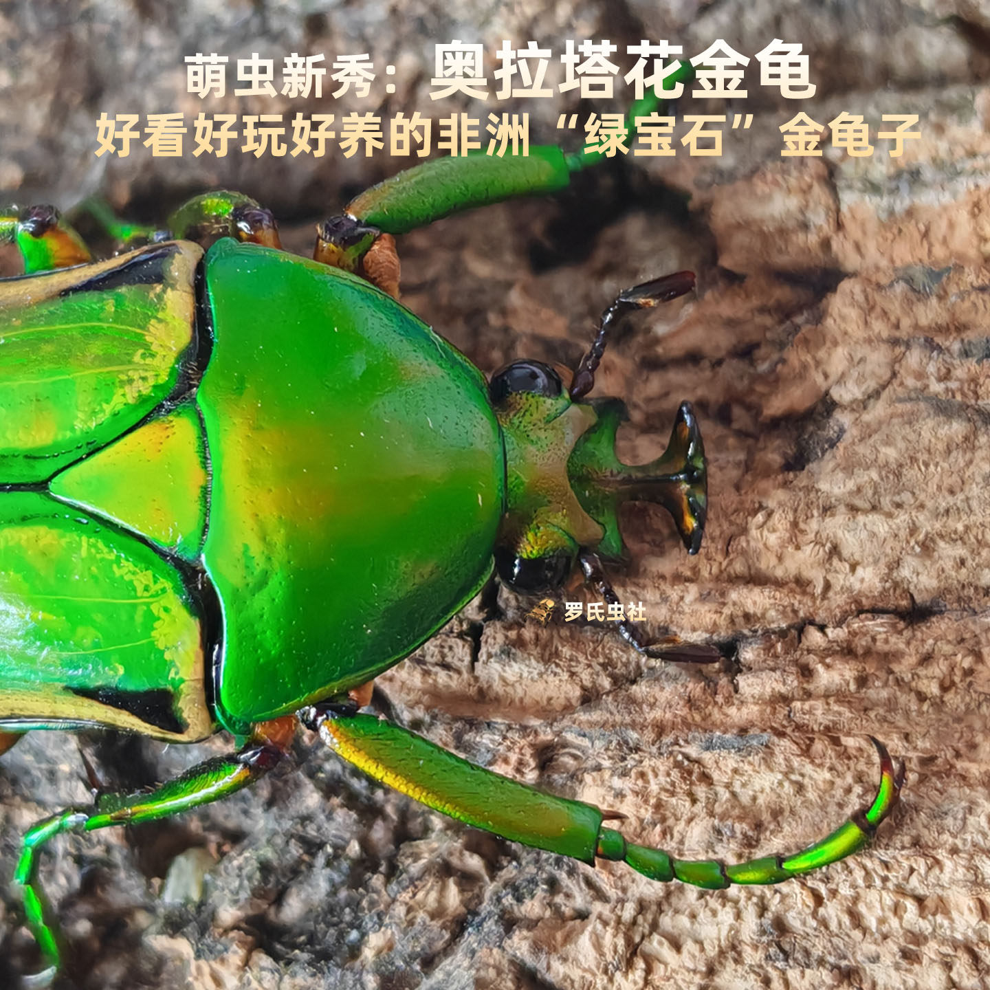 奥拉塔花金龟非洲阔花金龟子白条乌干达独角仙宠物昆虫甲壳虫活体,宠物/宠物食品及用品,甲虫,淘宝优惠券,粉丝福利购,淘宝优惠卷