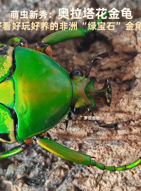 奥拉塔花金龟非洲阔花金龟子白条乌干达独角仙宠物昆虫甲壳虫活体