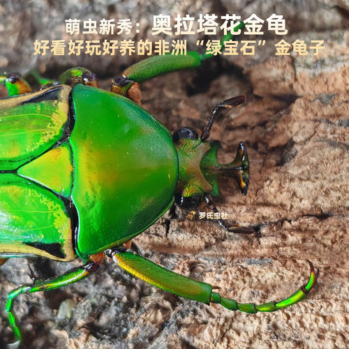 奥拉塔花金龟非洲阔花白条乌干达