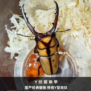 Y纹锯锹形虫两点赤锯锹甲成虫孔夫子PGK长颈鹿锯锹幼虫宠物昆甲虫