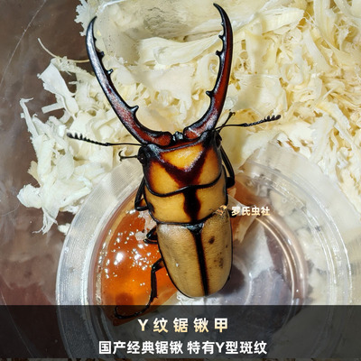 Y纹锯锹形虫长颈鹿锯锹幼虫甲虫