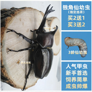 独角仙幼虫饲养罐套餐犀金龟L3龄新手套装饲料食材兜宠物昆甲虫活