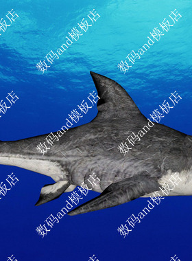 大白鲨3d模型动画骨骼绑定objfbx素材maya3dsmaxblende c4d大白鲨