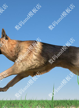 狗3d模型中华田园犬绑定objfbx素材maya3dsmax虚幻ue4blendec4d狗