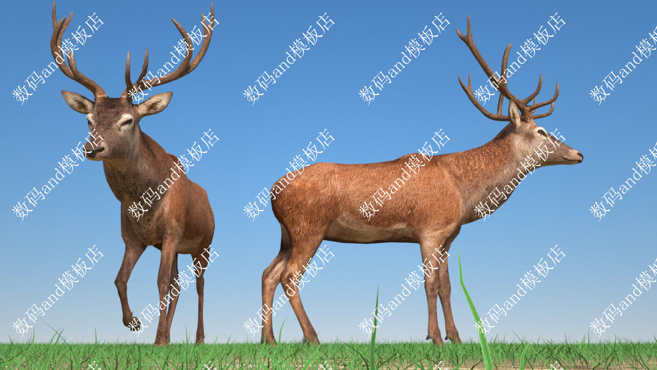 c4d鹿奔跑行走模型动画鹿3d模型骨骼绑定三维模型c4d鹿模型 c4d鹿