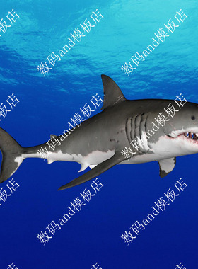 大白鲨3d模型动画骨骼绑定fbx obj maya大白鲨 3dsmax c4d大白鲨