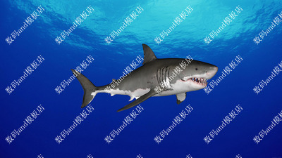 大白鲨3d模型动画骨骼绑定fbx obj maya大白鲨 3dsmax c4d大白鲨