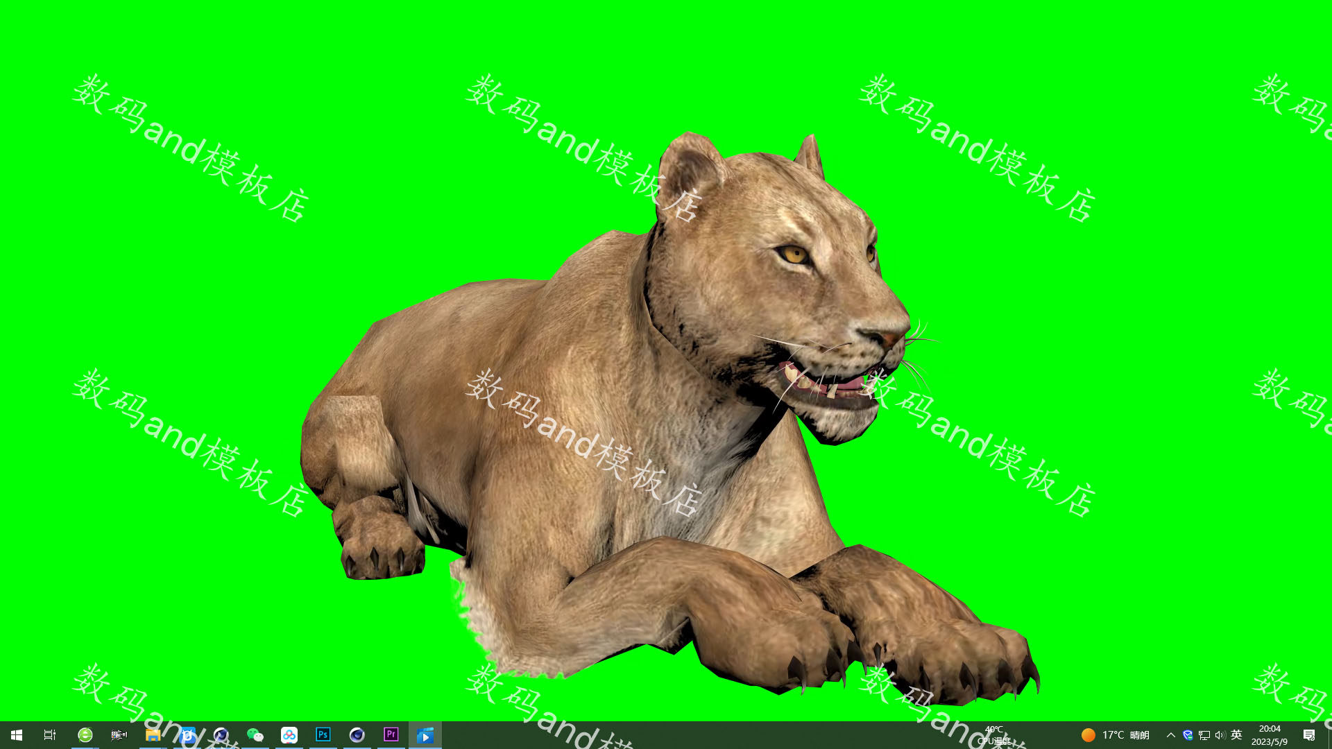狮子动物特效绿幕素材高清绿幕抠像pr剪映ae绿布视频合成素材狮子