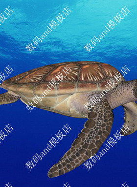 海龟模型动画海龟3d模型objfbx maya海龟游动 3dsmax海龟 c4d海龟