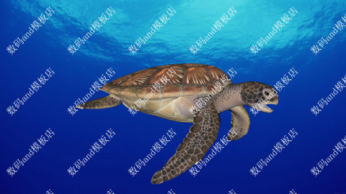 海龟模型动画海龟3d模型objfbx maya海龟游动 3dsmax海龟 c4d海龟