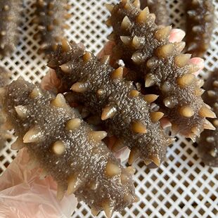 鲜食海参500克 大连底播刺参辽参 独立包装 冷蒸即食不包冰不泡药