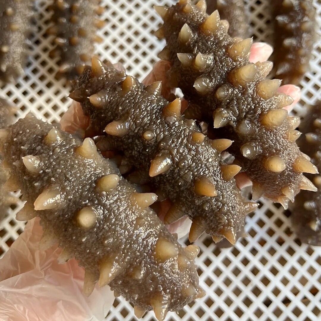 鲜食海参500克 大连底播刺参辽参 独立包装 冷蒸即食不包冰不泡药