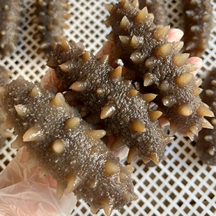 鲜食海参500克 大连底播刺参辽参 独立包装 冷蒸即食不包冰不泡药