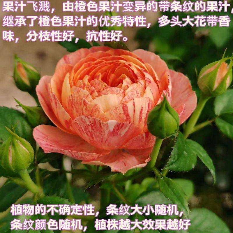沐春月季-果汁飞溅--变异果汁--变异条纹果汁,品种保证原盆发货