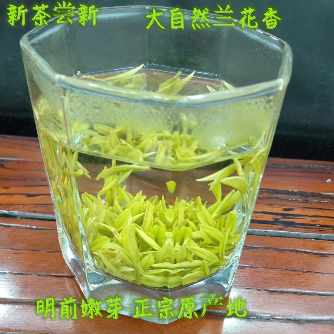 特级安吉白茶原产地明前茶叶茶叶