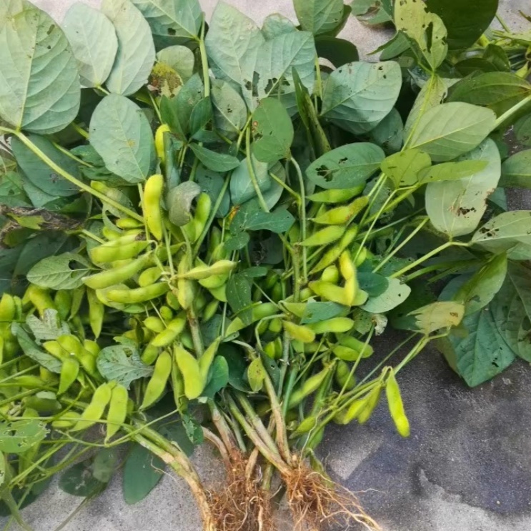 新鲜毛豆产地现摘现发
