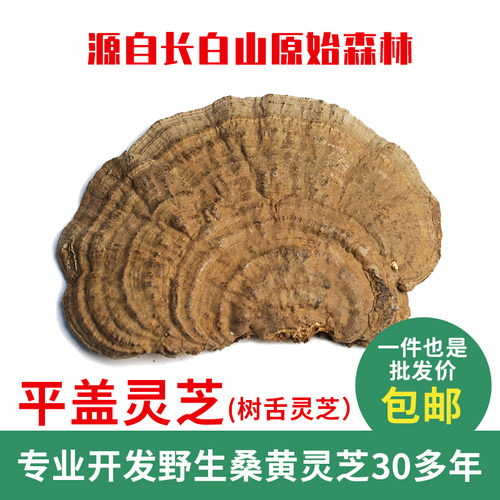 整枝东北地区真菌新货野生灵芝