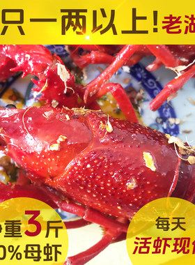 盱眙十三香麻辣特大小龙虾