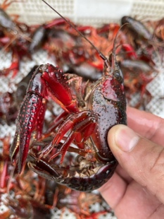 盱眙小子 鲜活小龙虾 5斤 8-10钱每只 现捕现发顺丰包邮包活到家