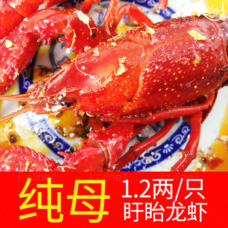 【盱眙小子龙虾】  十三香麻辣小龙虾 1.2两纯母虾顺丰空运