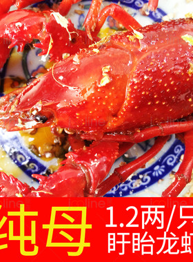 【盱眙小子龙虾】  十三香麻辣小龙虾 1.2两纯母虾顺丰空运