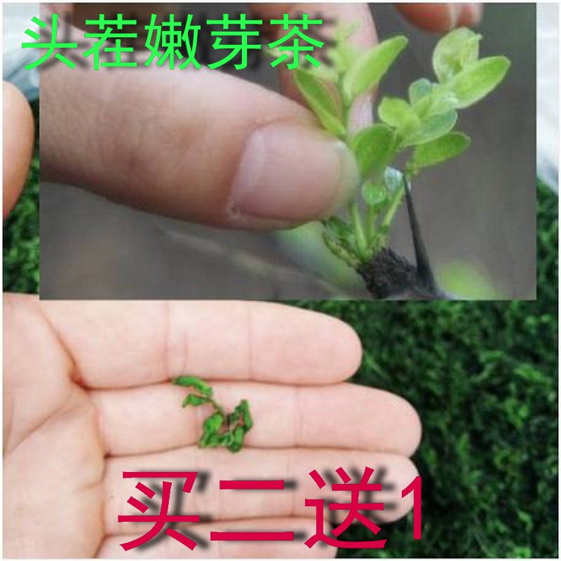 特级 中岳仙茶 野生 枣芽茶 嫩芽酸枣芽茶 酸枣叶茶 酸枣茶 包邮