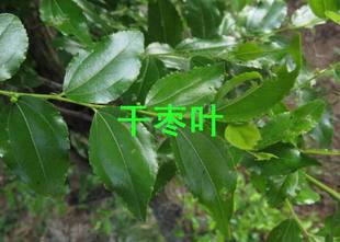 野生 红枣树叶 干品 枣叶子 枣叶散 五叶汤 大枣树叶 枣叶汤 粉