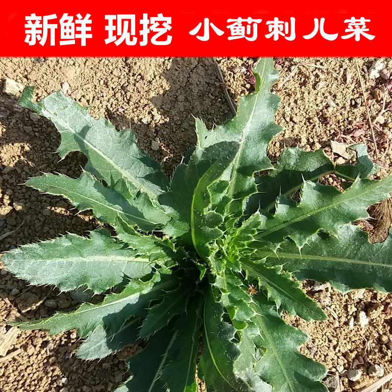 新鲜非种植小蓟菜现挖刺角芽七角芽刺儿菜猫蓟刺萋萋菜野红花刺刺