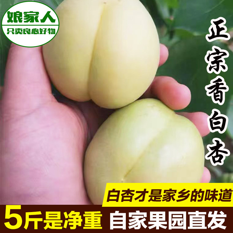 【优先发】唐山遵化娘娘庄特产香白杏新鲜水果大白杏夏季时令鲜果