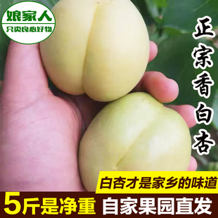 【顺丰优先发】唐山遵化娘娘庄特产香白杏新鲜水果大白杏时令鲜果
