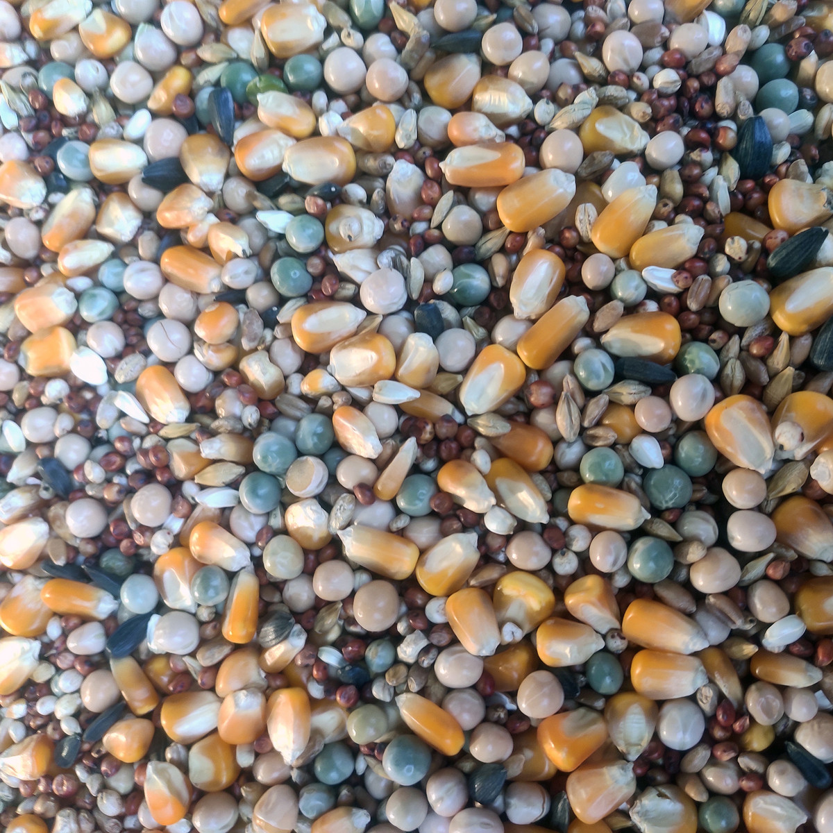 鸽粮50良粮斤德易有玉米鸟食赛飞营养鸽子粮信鸽肉鸽鸽子饲料