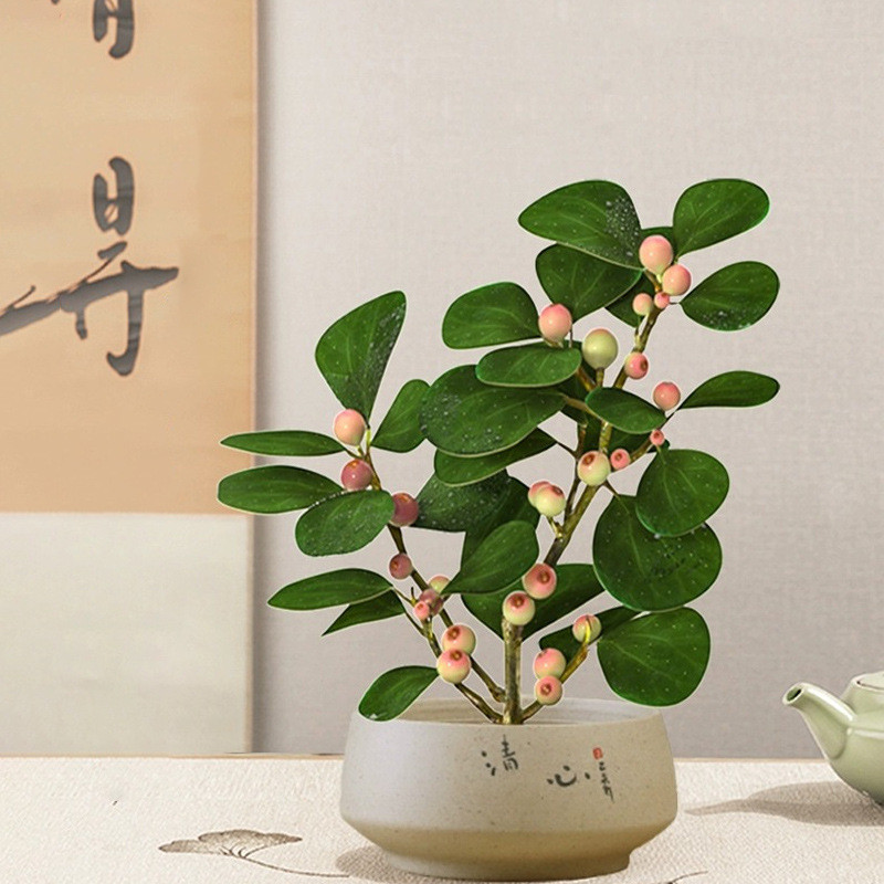 小盼菩提树盆栽植物室内盆景带果好养中式禅意花卉桌面摆件办公室