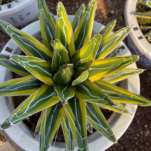 屉之龙舌兰锦直径20厘米左右雪仙人球多肉植物绿植基地批发