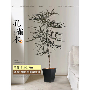 孔雀木绿植室内大型真树客厅大盆栽办公室落地式植物盆栽四季好养