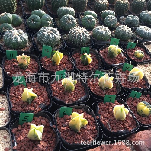 仙人球【鸾凤玉】锦2-3cm