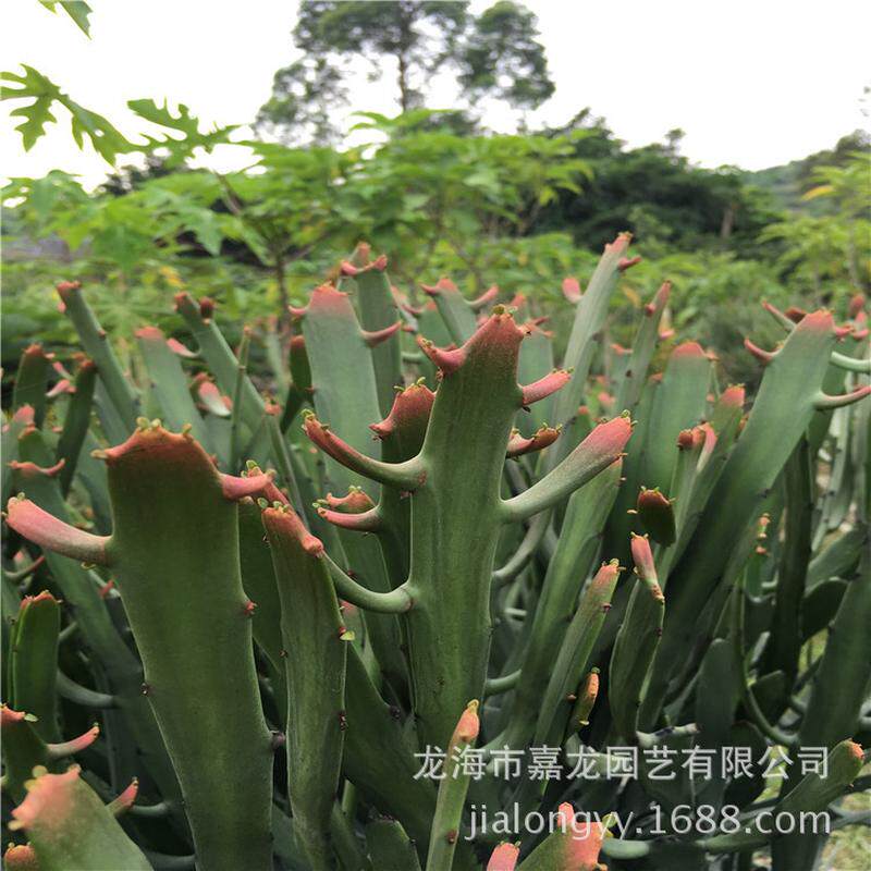 硬叶麒麟沙生植物沙生园林景观漳州花卉生产基地户外植物景观设计