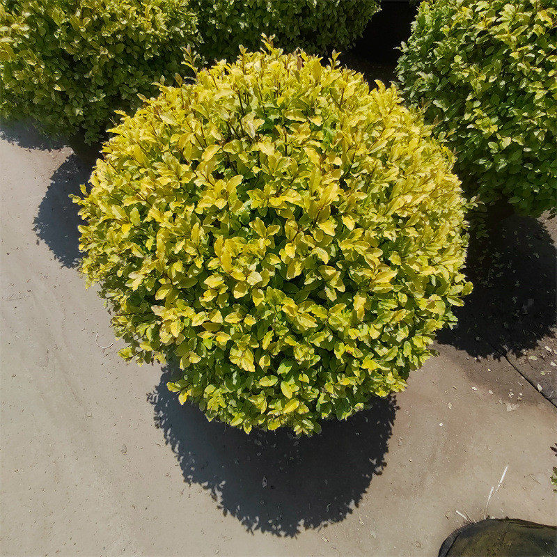 亮晶女贞塔型女贞盆栽落地球庭院别墅阳台栽种耐热耐寒花镜植物
